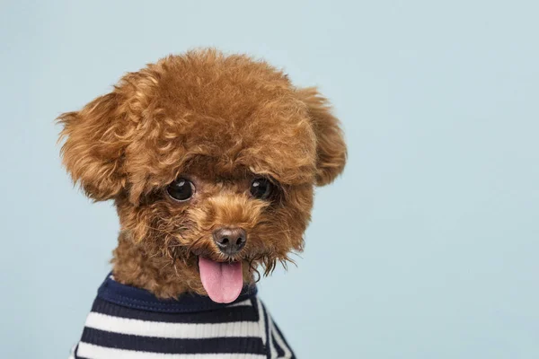 Poodle Pequeno Adorável Com Uma Camisa Listrada Bonito Uma Saia — Fotografia de Stock