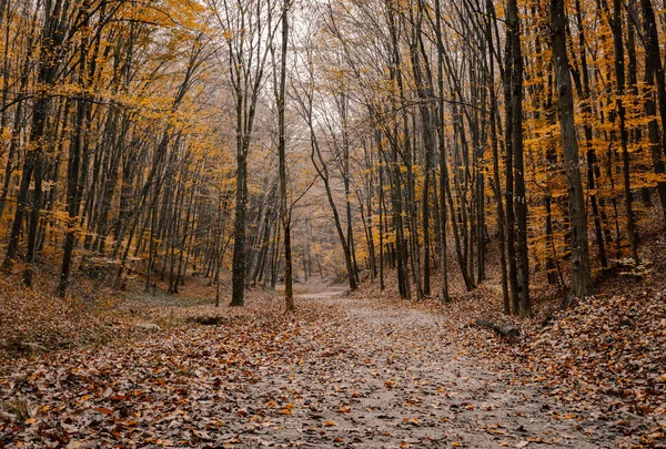 Gros Plan Sentier Dans Une Forêt Automne — Photo