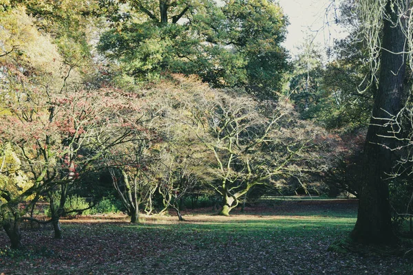 Una Hermosa Vista Árboles Coloridos Parque —  Fotos de Stock