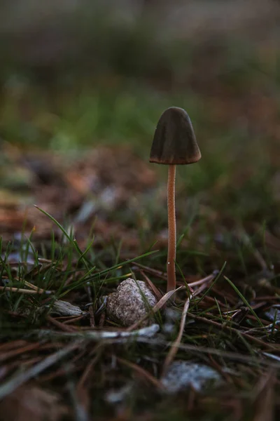 Vertical Selective Focus Shot Growing Mushrooms Forest — Stock Photo, Image