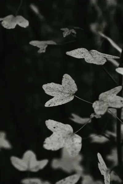 Vertical Grayscale Shot Autumn Leaves Forest Perfect Mobile — Stock Photo, Image