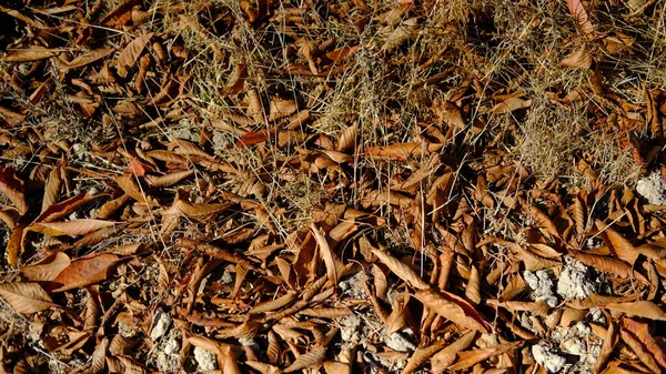 Wysoki Kąt Strzał Upadłych Jesiennych Liści Lesie — Zdjęcie stockowe
