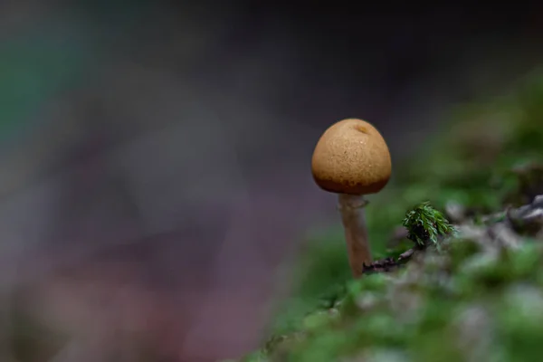 Tiro Seletivo Foco Cogumelos Crescentes Floresta — Fotografia de Stock