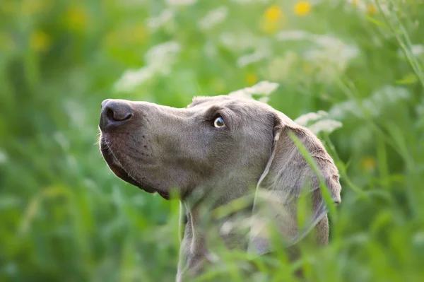 Una Toma Selectiva Enfoque Adorable Perro Weimaraner Marrón — Foto de Stock