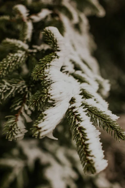 Närbild Snöiga Växter — Stockfoto