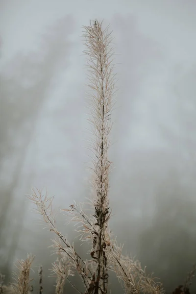 雪地植物的特写 — 图库照片