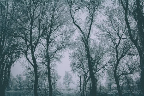 Meztelen Fák Egy Titokzatos Erdőben — Stock Fotó