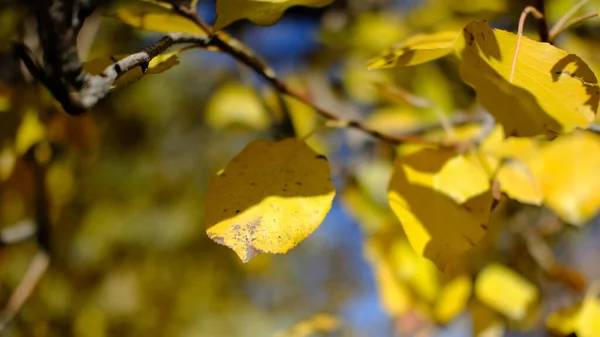 Ein Selektiver Fokus Auf Wachsende Bäume Wald Herbst — Stockfoto