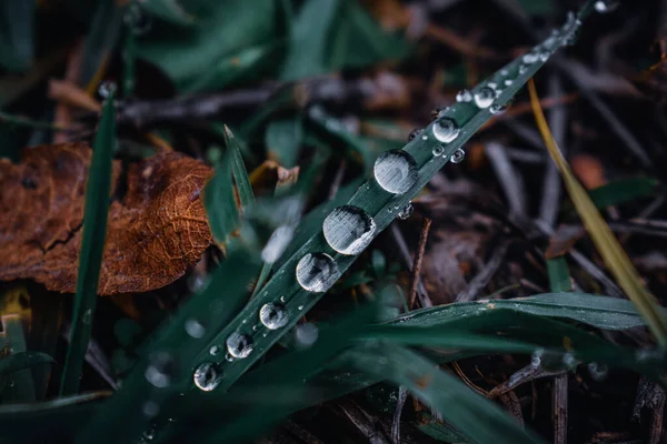 Macro Shot Green Grass Water Droplets — Stock Photo, Image