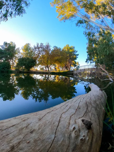 나무로 둘러싸인 연못의 아름다운 — 스톡 사진