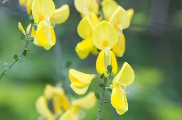 Bahçedeki Sarı Çiçeklerin Seçici Odak Noktası — Stok fotoğraf