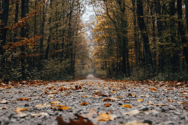 Tiro Close Caminho Uma Floresta Outono — Fotografia de Stock