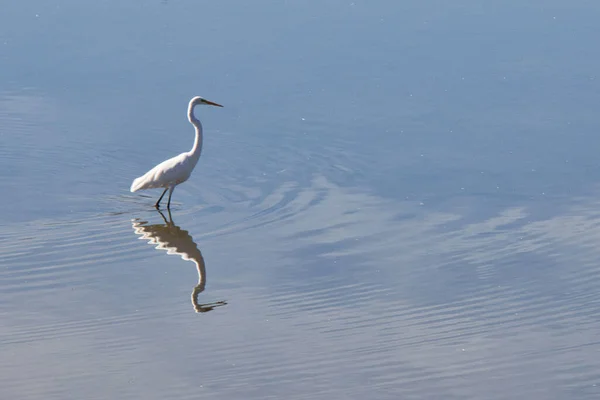 Fantastisk Bild Vacker Häger Fågel Med Förvrängd Reflektion Över Vattnet — Stockfoto