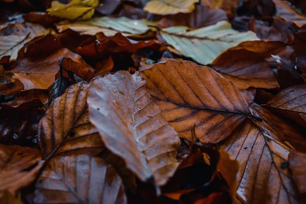 Gros Plan Feuilles Automne Humides Sur Sol — Photo