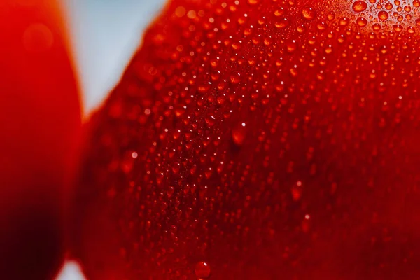 물방울이 토마토를 클로즈업 — 스톡 사진
