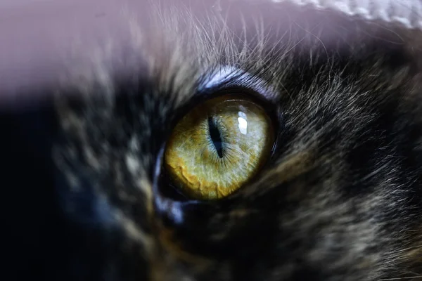 Gros Plan Œil Chat Jaune Hypnotique — Photo