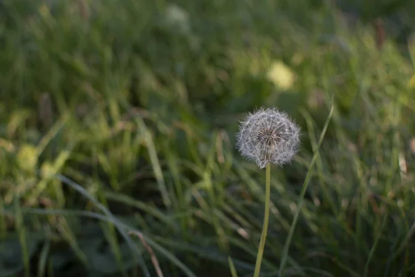 Foto Sebuah Dandelion Halaman Belakang Saya — Stok Foto