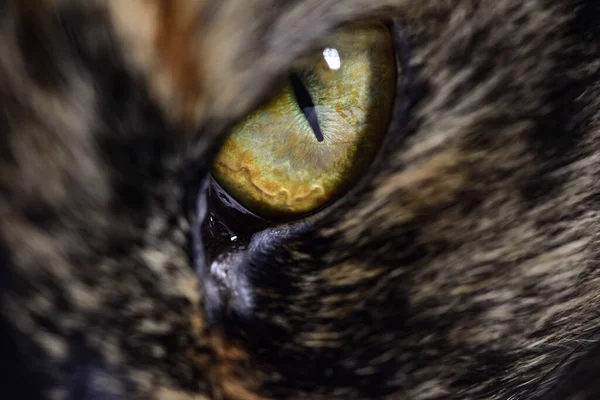 Een Close Shot Van Een Hypnotiserend Geel Kat Oog — Stockfoto