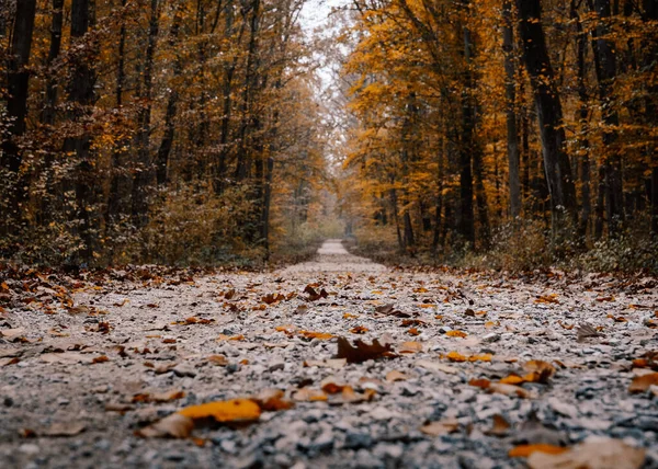 Tiro Close Caminho Uma Floresta Outono — Fotografia de Stock