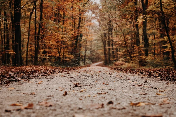 Detailní Záběr Cestu Podzimním Lese — Stock fotografie