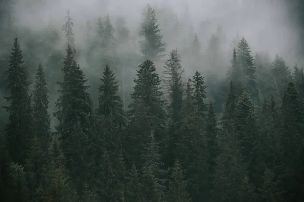 Een Betoverend Shot Van Hoge Bomen Mist — Stockfoto