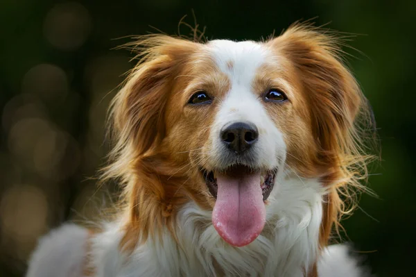 Selektivní Ostření Záběr Rozkošného Psa Kooikerhondje — Stock fotografie