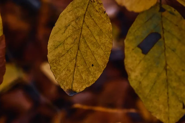 Gros Plan Des Feuilles Automne Sur Fond Flou — Photo