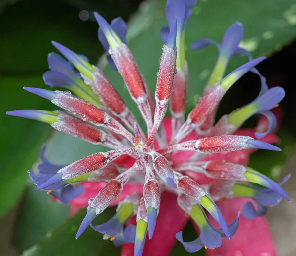 Una Vista Superior Las Lágrimas Una Reina Floreciente Florecen Jardín — Foto de Stock