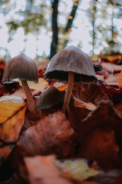 Primer Plano Hongo Otoño Bosque Sobre Fondo Borroso — Foto de Stock