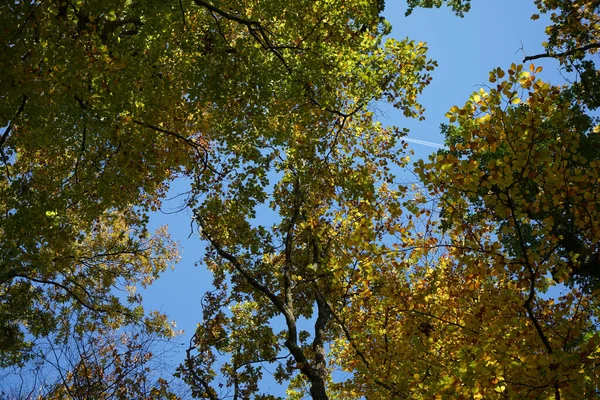 Tiro Ângulo Baixo Árvores Fundo Céu Azul — Fotografia de Stock