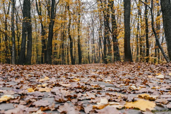 Path Woods Covered Autumn Leaves — Stock Photo, Image