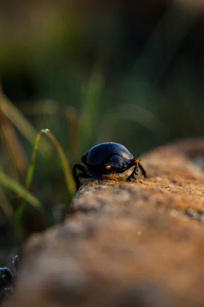 背景がぼやけている黒い糞の甲虫の垂直ショット — ストック写真