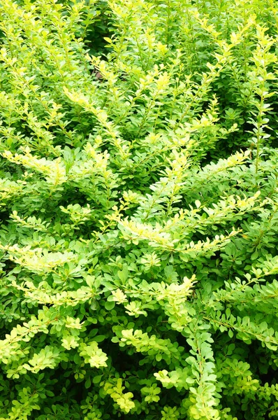 Vertical Closeup Honeysuckle Plant — Stock Photo, Image