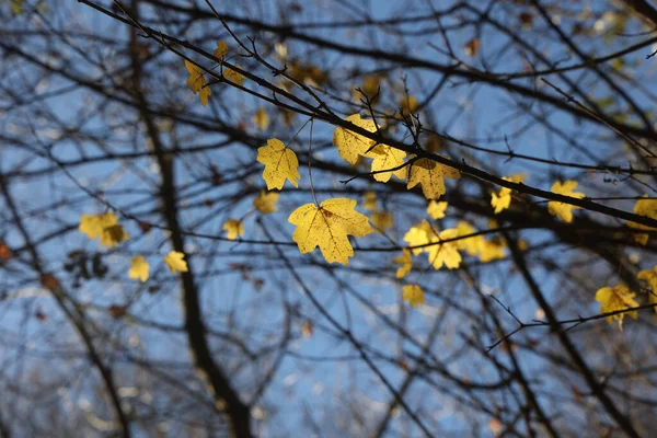 Selective Focus Shot Yellow Autumn Leaves Tree Branches — Stock Photo, Image