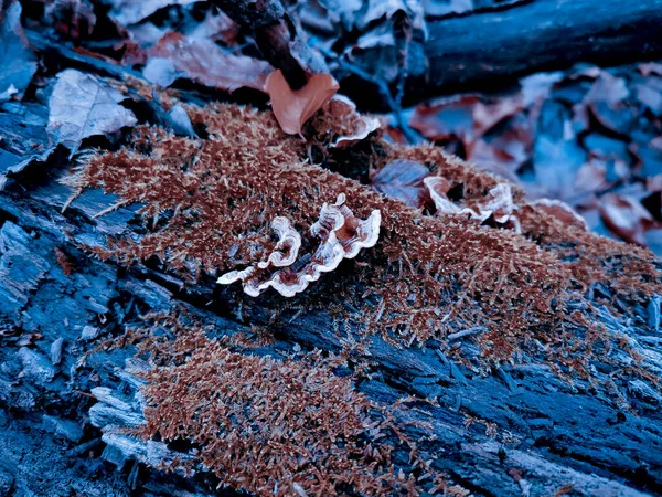 Champignon Sauvage Sur Tronc Arbre Mort Mousseux Dans Parc Automne — Photo