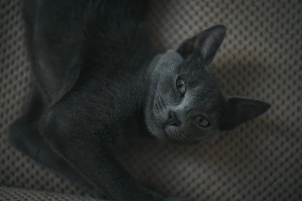 Closeup Tiny Cute Grey Cat Lying Looking Camera — Stock Photo, Image