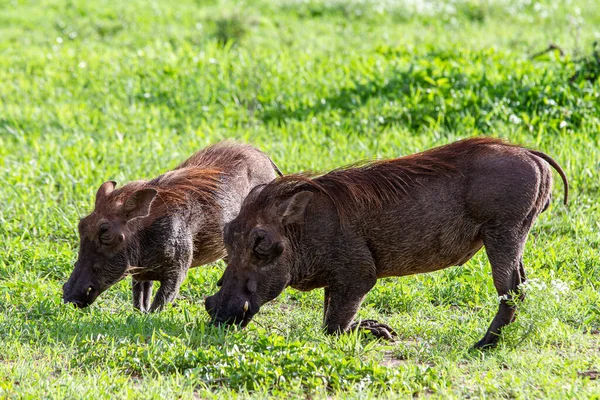 Primer Plano Los Warthogs Parque Nacional Tarangire Tanzania —  Fotos de Stock