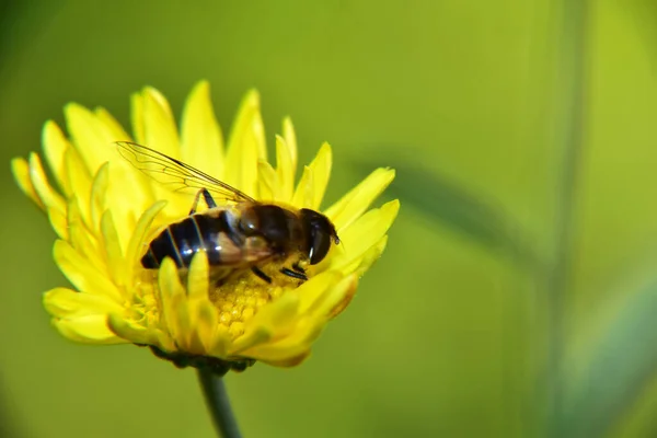 Egy Szelektív Fókusz Felvétel Egy Méhről Egy Sárga Virágon — Stock Fotó