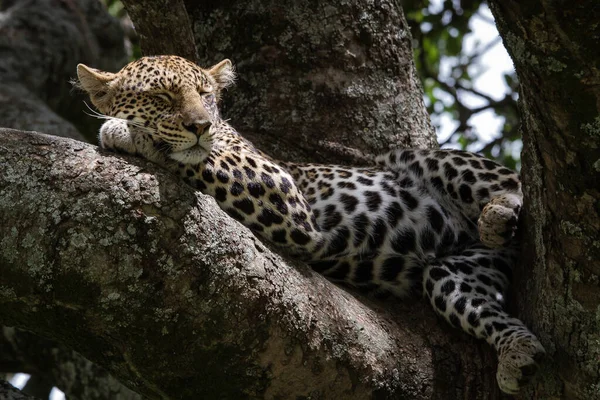 Фотография Леопарда Отдыхающего После Охоты Национальном Парке Серенгети Танзания — стоковое фото