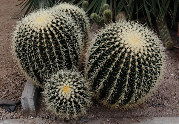 Closeup Golden Barrel Cactus Flowers Desert Garden — Stock Photo, Image