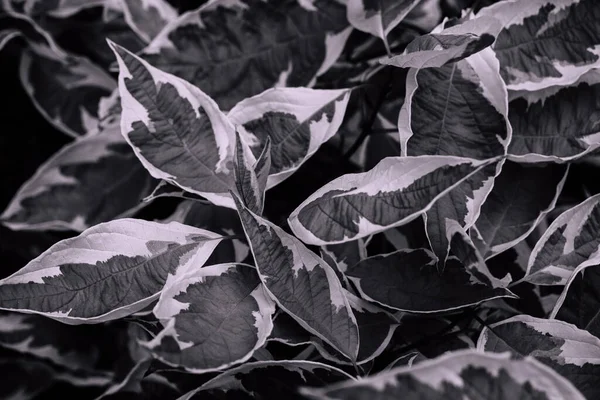 Uma Imagem Tons Cinza Plantas Crescimento Vegetação — Fotografia de Stock