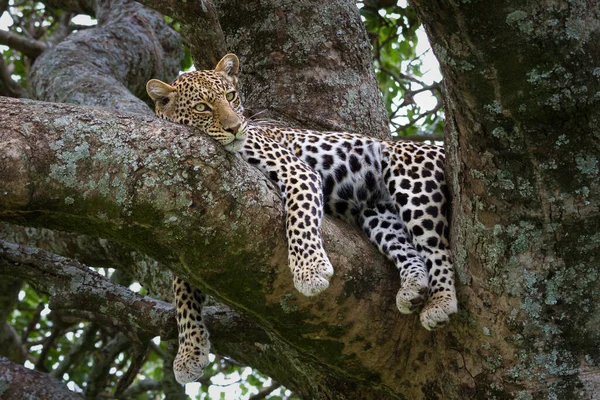 Primer Plano Leopardo Descansando Después Cacería Parque Nacional Del Serengeti —  Fotos de Stock