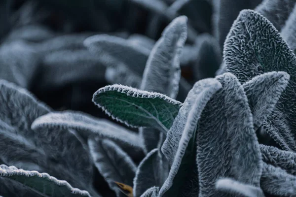 Detailní Záběr Zelených Rostlin Pokrytých Mrazem — Stock fotografie