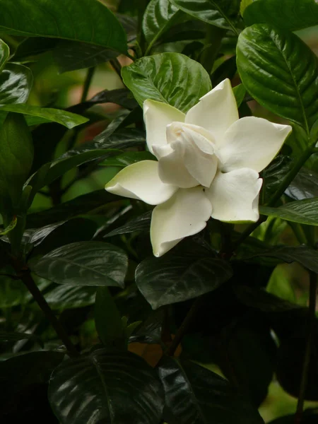 Selektiv Fokusbild Vacker Cape Jasmin Blomma — Stockfoto