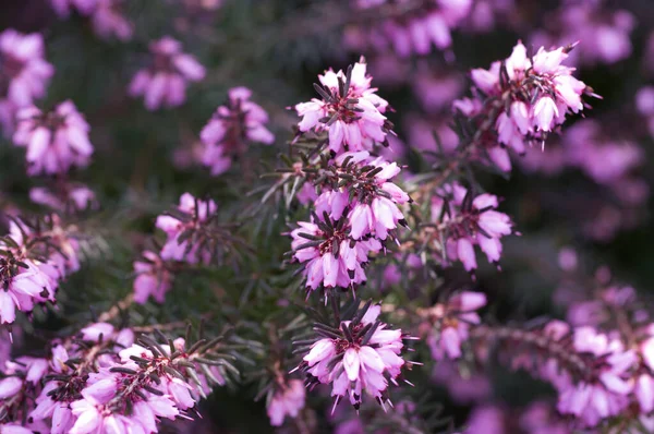 Tarladaki Fundalık Çiçeklerinin Üst Görüntüsü — Stok fotoğraf