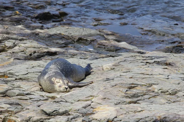 Jan 1970 View Seal Resting Stone Sea Bar Harbor Maine — Stock Photo, Image