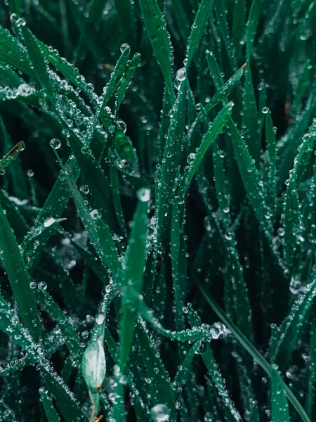 Eine Vertikale Nahaufnahme Von Frischem Grünen Gras Mit Tropfen Morgentau — Stockfoto