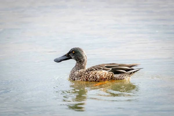 Nahaufnahme Eines Northern Shoveler Auf Einem See Sonnenlicht Mit Verschwommenem — Stockfoto