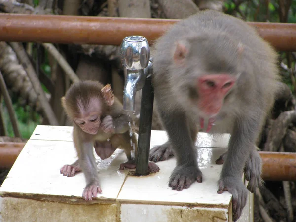 Portrait Rapproché Une Mère Singe Avec Son Bébé Buvant Petit — Photo