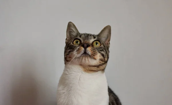 Closeup Shot Adorable Cat White Background — Stock Photo, Image